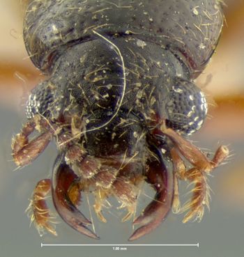 Media type: image;   Entomology 6531 Aspect: head dorsal view